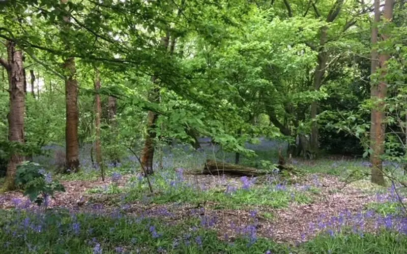 St Stephen Parish Council Woodland Plan